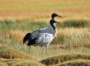 Witness the Beauty of Black-Necked Cranes at Tsokar