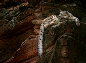 Leopard Spotting Expedition in Hemis