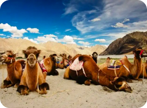 Embark on a Camel Safari in Hunder