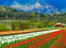 Kashmir Valley Tour