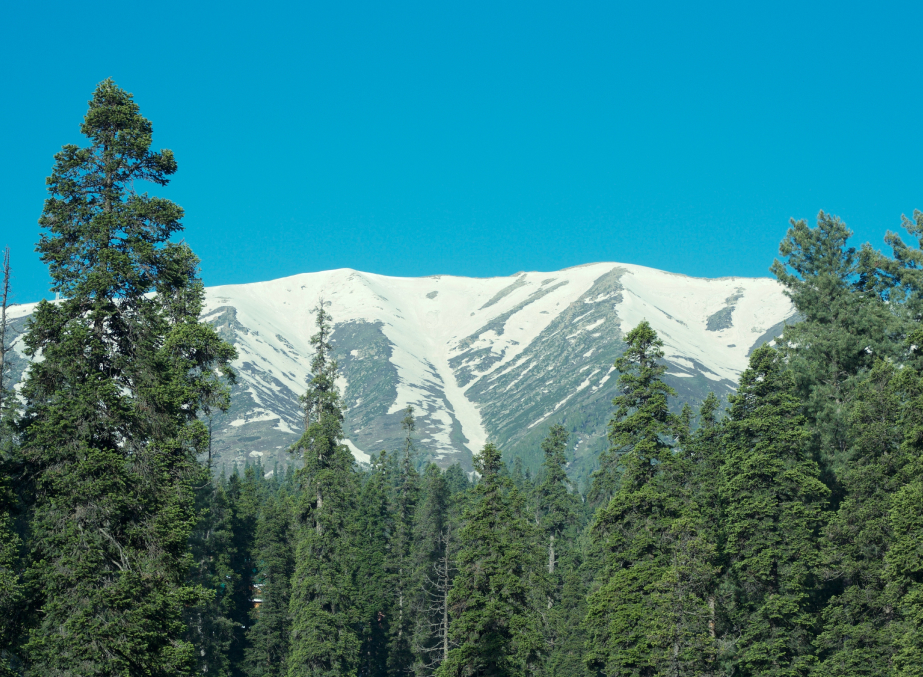 Gulmarg Biosphere Reverse