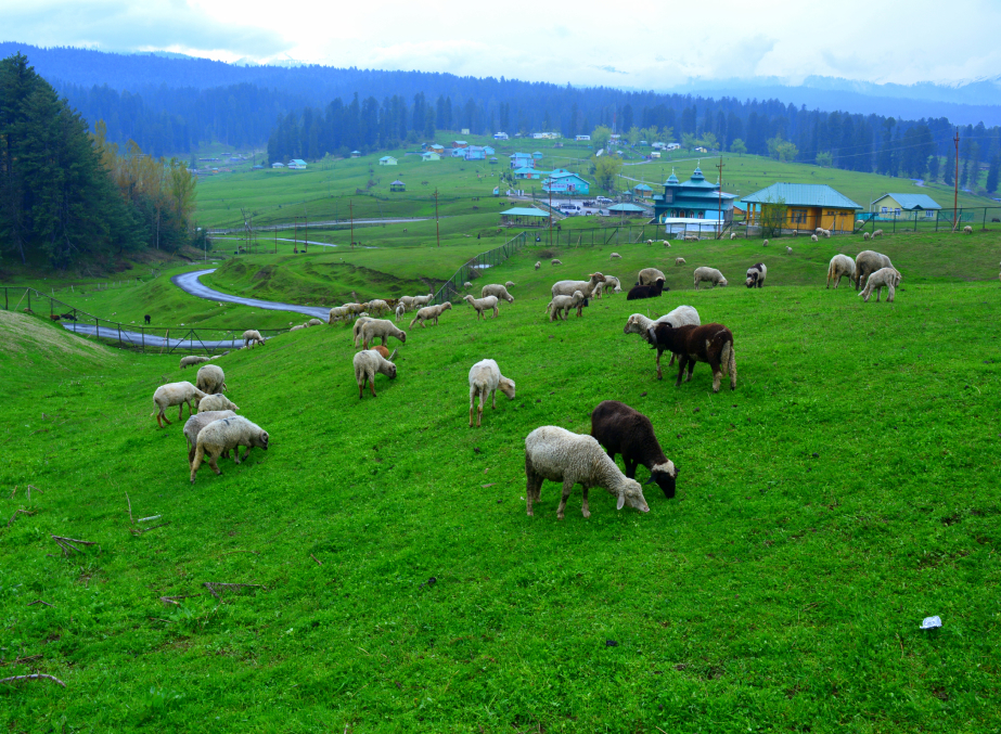 hill station in yusmarg