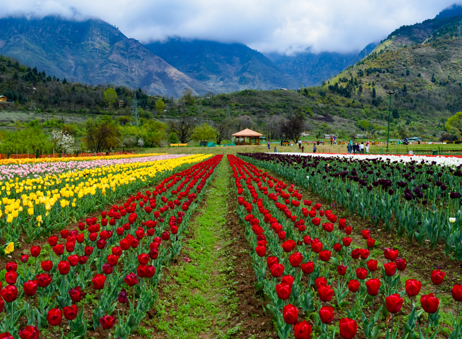 Tulip garden in Kashmir