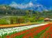 Tulip Garden in the valley of Kashmir