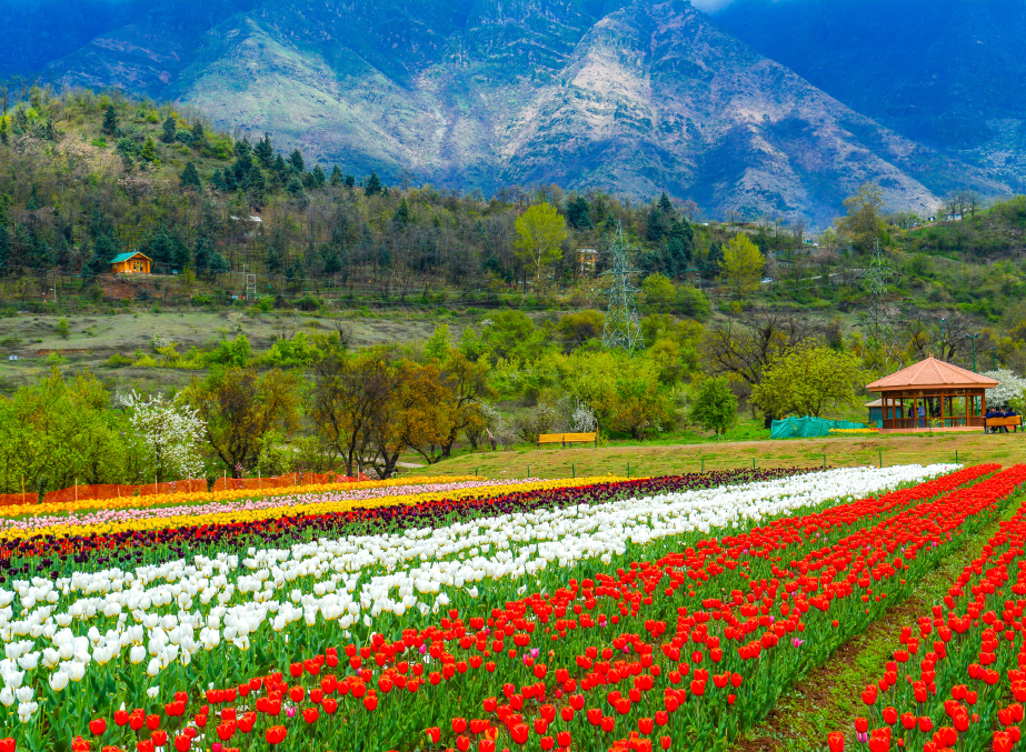 Tulip Garden in the valley of Kashmir