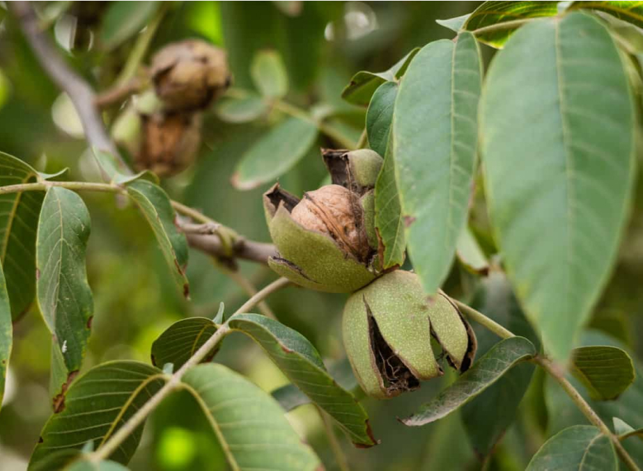 Walnut Orchards
