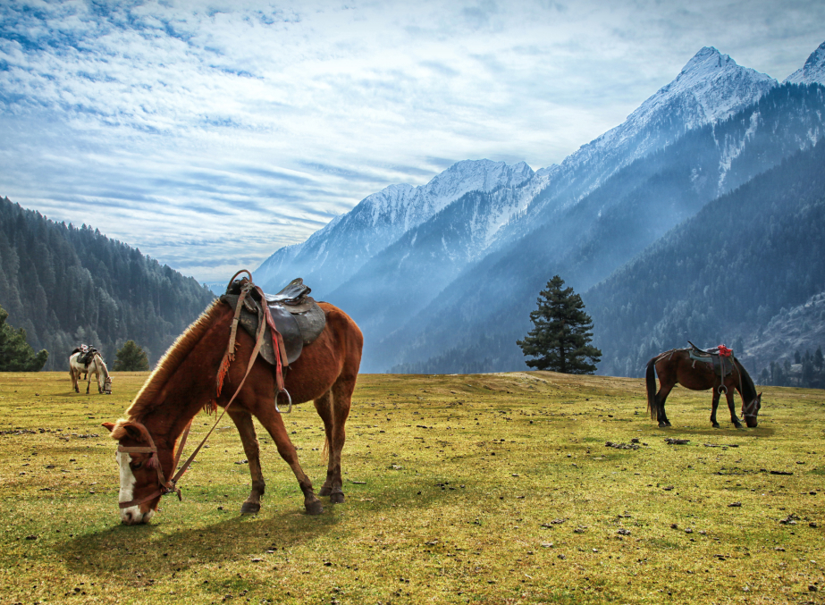 Horses grazin at Aru Valley