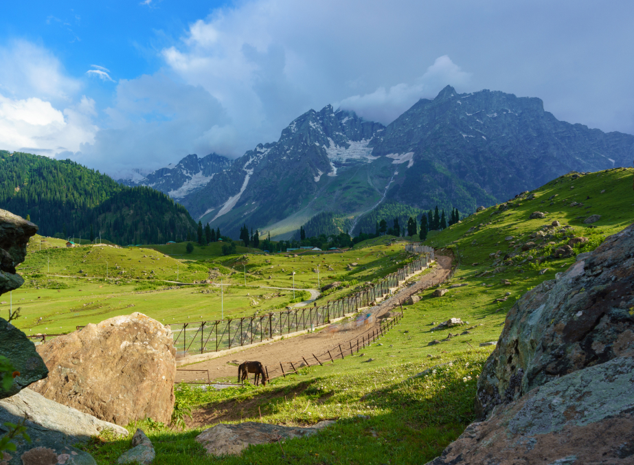 Horses Grazing on a Hill of Sonamarg valley