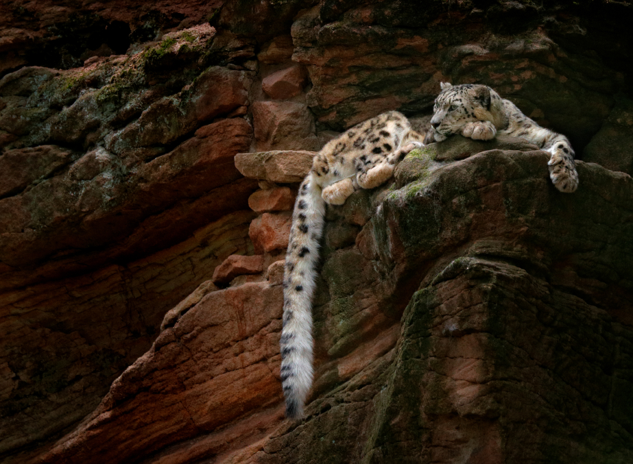 wildlife in kashmir