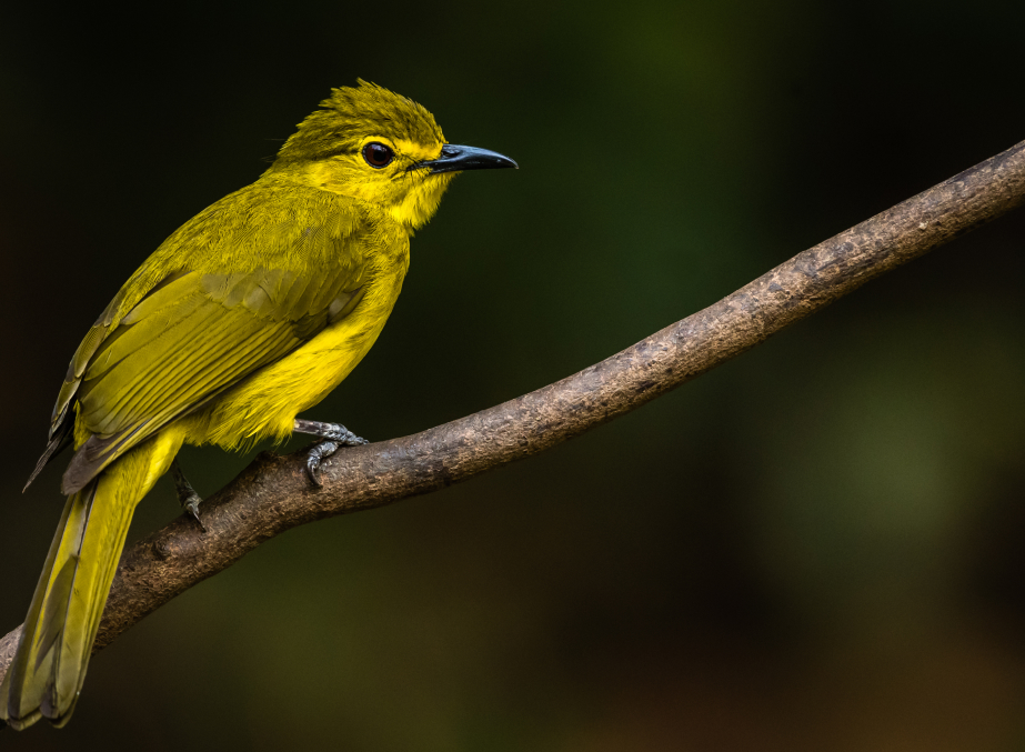 Bird Watching in Gulmarg