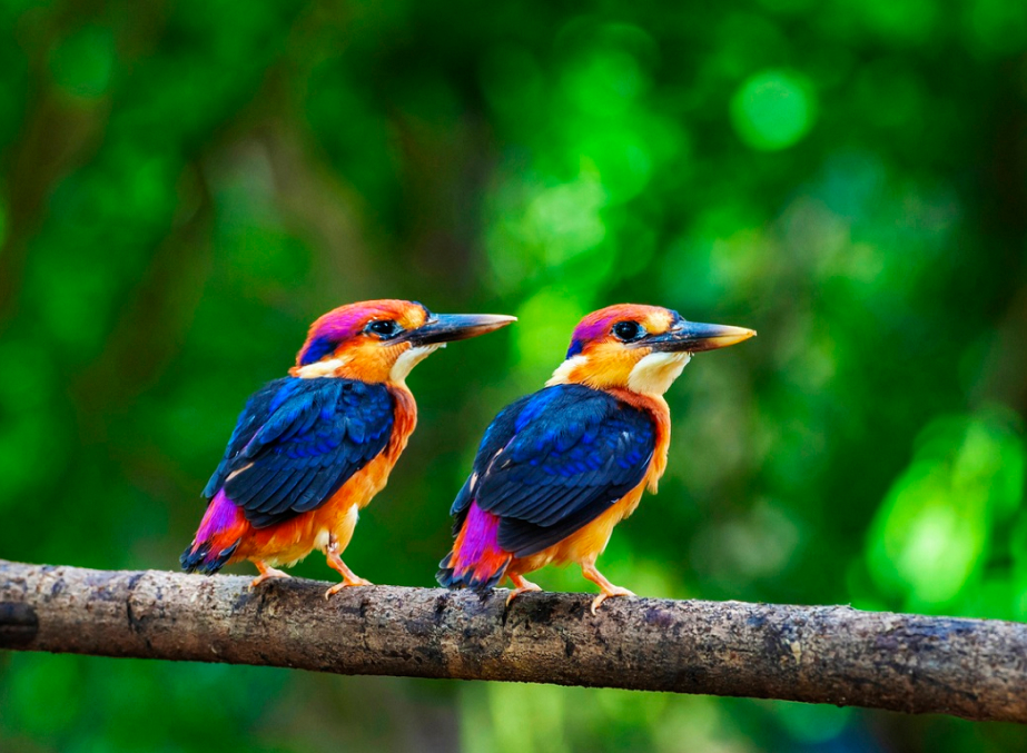 Bird Watching Srinagar