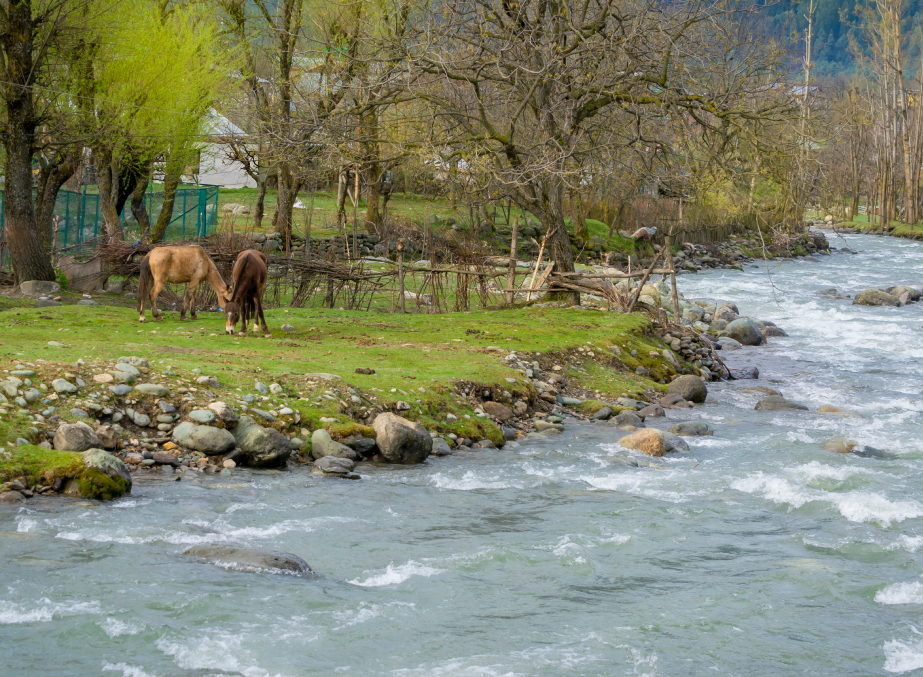 Horses graze along beautiful the lidder stream in Pahalgam