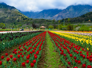 Trip to Tulip Garden