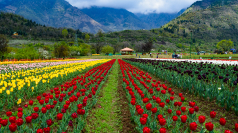 Indira Gandhi Memorial Tulip Garden